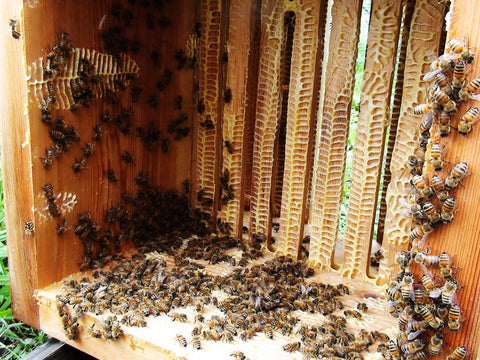 Warré Hive Box After Harvest - Copyrights RebelBees 2016