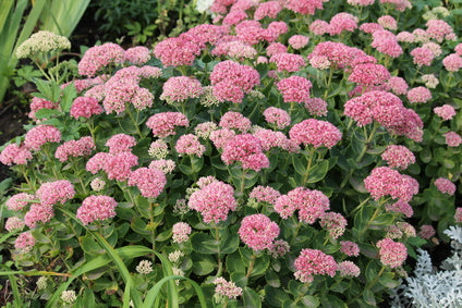 Sedum Autumn Joy