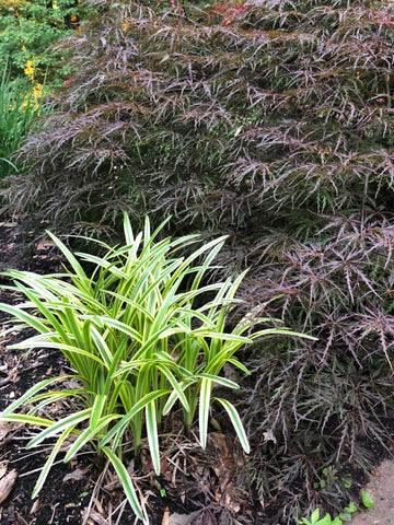 japanese maple and liriope foliage