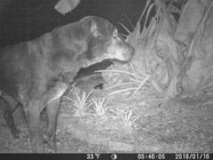 Trail Camera