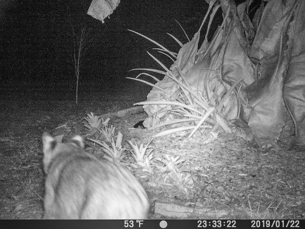 bobcat on trail cam north port florida catchastarfineart.com