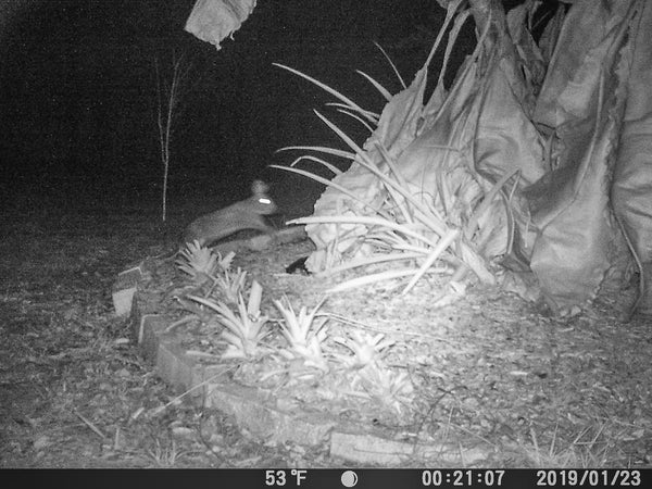 bobcat on trail cam north port florida catchastarfineart.com