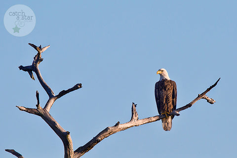 bald eagle image by catch a star fine art