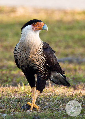 crested caracara image by catch a star fine art
