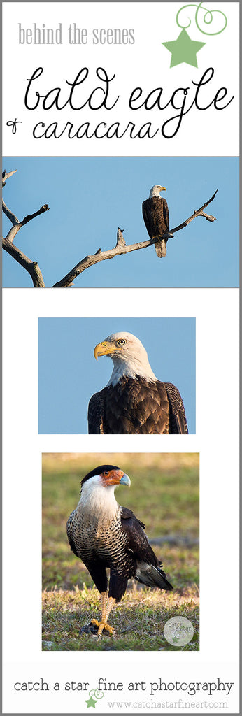 Bald Eagle & Crested Caracara birds of prey Southwest Florida