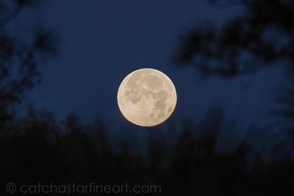 Super Blood Wolf Moon 2019 by Catch A Star Fine Art