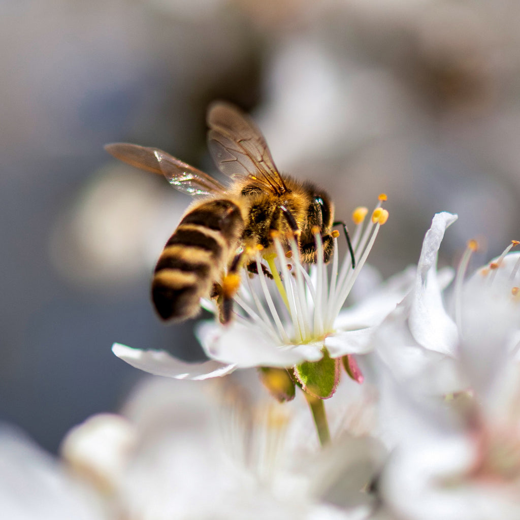What should you know about Nectar and Pollen Plants as a beekeeper
