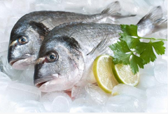 Buy Fresh Fish Online - Guilt Head Bream 