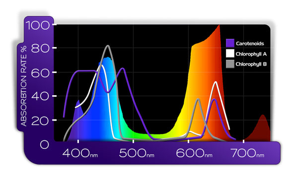 Plant Absorption from KIND LED indoor Grow Lights