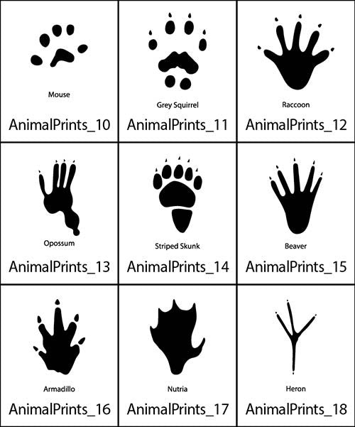 Animal Prints 2