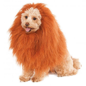 Lion pet costume 