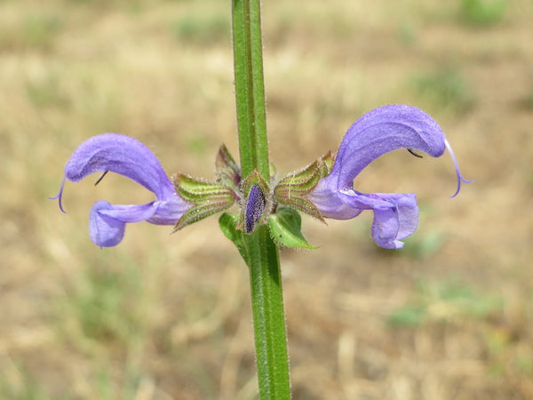 Natural Toner: Clary sage