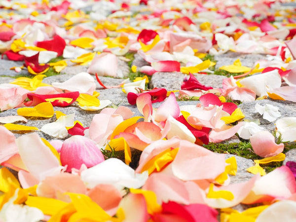 Natural Toner: Rose petals scattered on the ground
