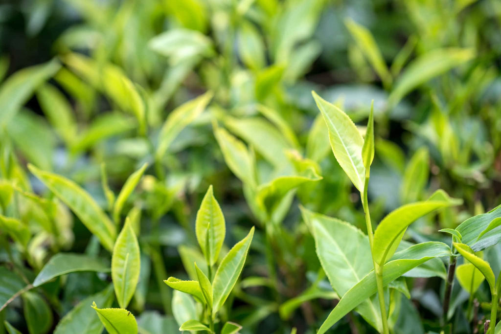 Frische Teepflanzen