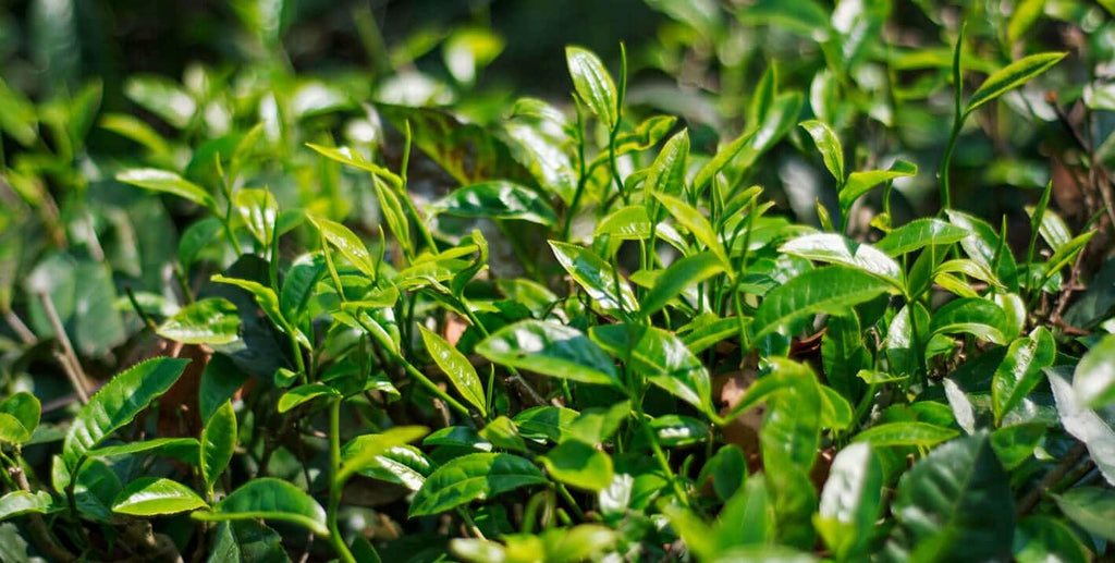 Teepflanze Camellia Sinensis