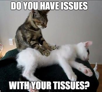 Cat massaging another cat with the line, do you have issues with your tissues? 