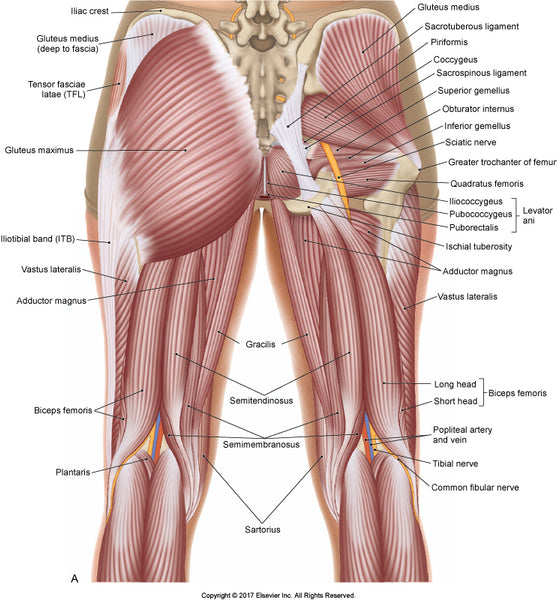 Image of the muscles in the glutes and thighs 