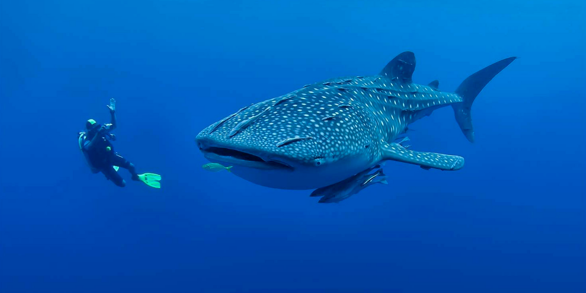 The best places to swim with whale sharks - Maldives - GoPro Camera Rentals
