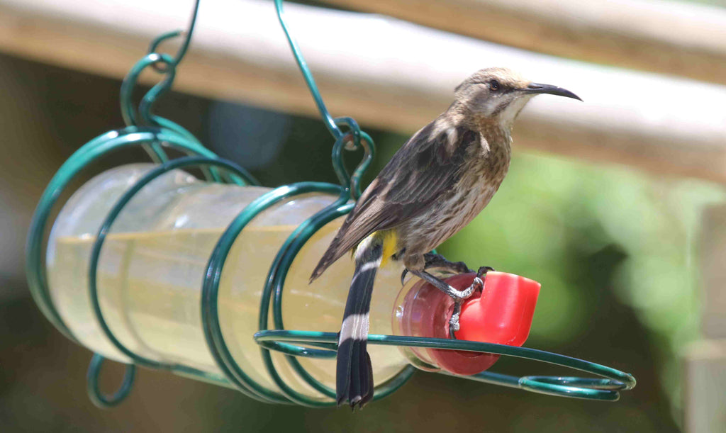 On Selecting A Bird Feeder Part 1 Nature S Heart