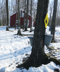 tapped maple trees