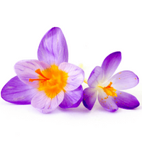 saffron extract benefits, saffron extract, health benefits of saffron, health benefits