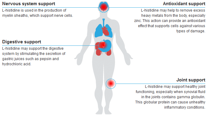 l-histidine benefits, benefits of l-histidine, l-histidine health benefits