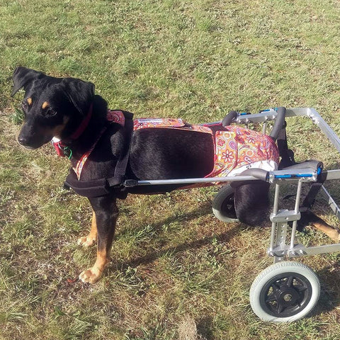 Lady, the paraplegic dog on her mobility cart