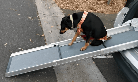 Paraplegic dog using a ramp