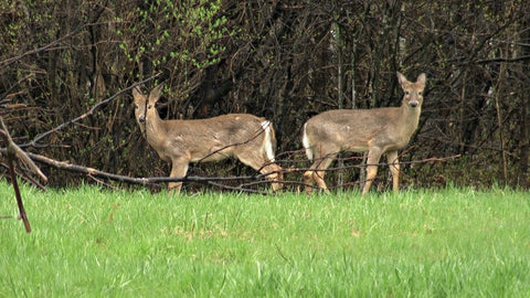 canadian deer