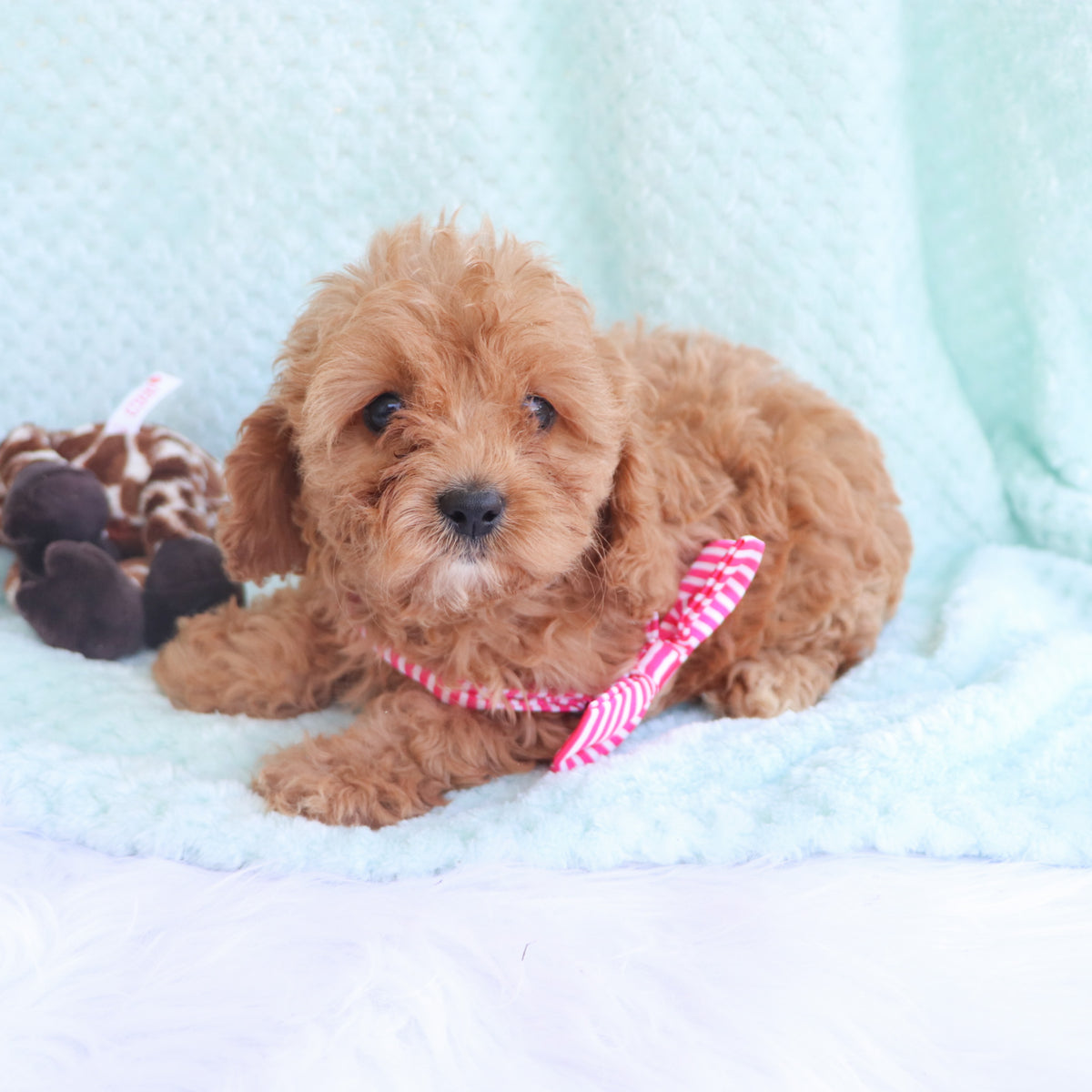 buy toy cavoodle