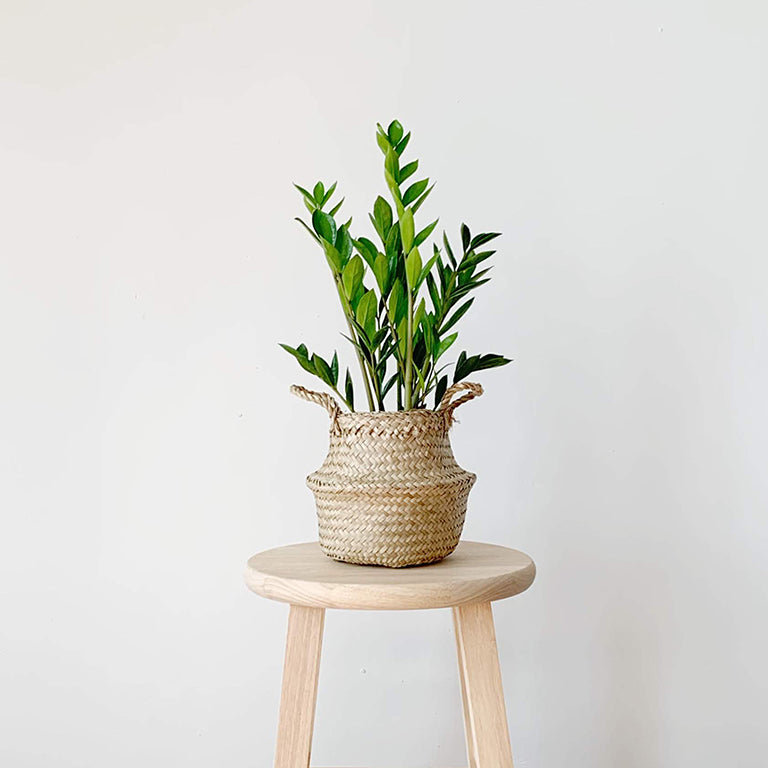 woven palm basket with green plant inside, sitting on top of a stool. white background