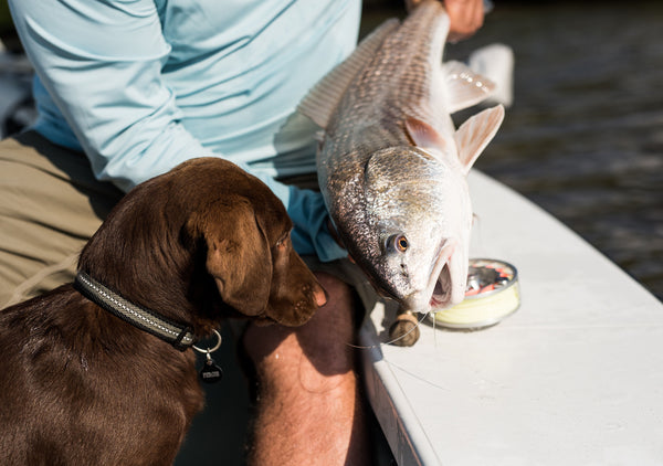 Fly Fishing Redfish Chocolate Lab