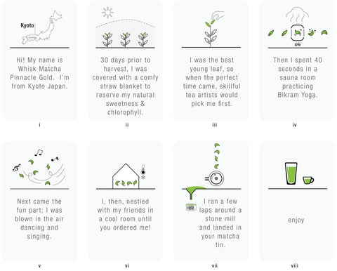 Matcha growing and picking