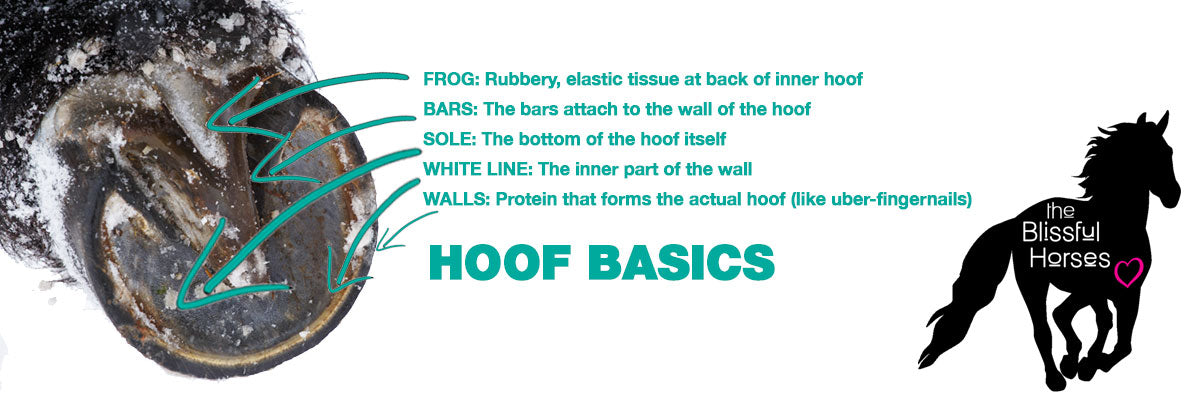 horse hoof structure