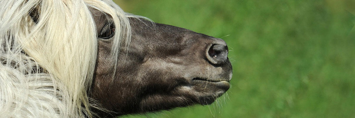horse sense smell