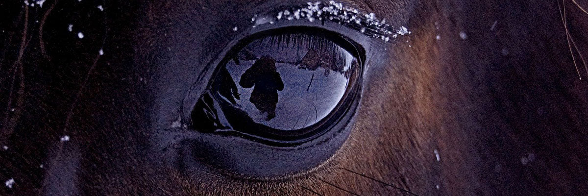 horse eye