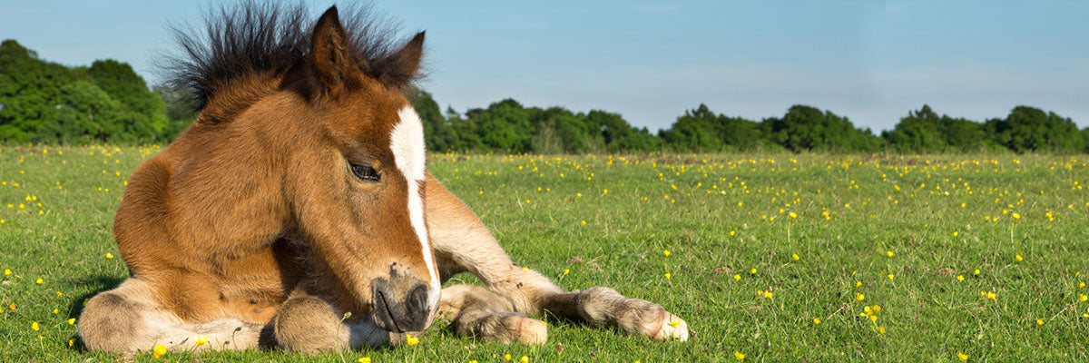 the blissful horses baby foal