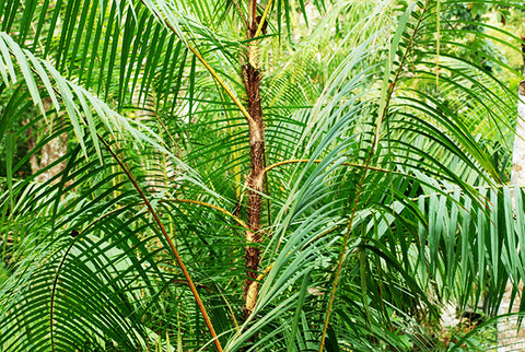 Rattan Palm