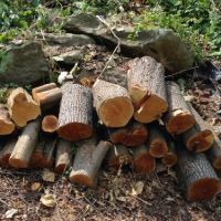 Pear wood logs for cooking in a wood fired oven