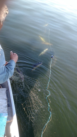 lake trout in net