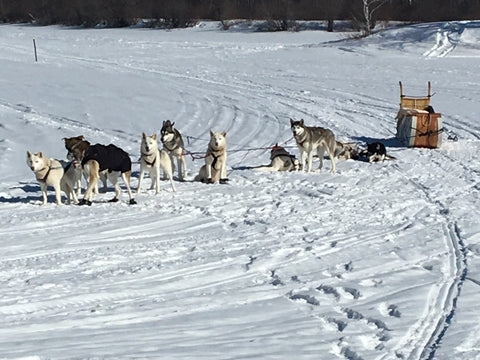 2020 Red River Mêtis Expedition cariole dogsled