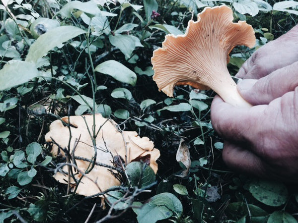 Hands picking chanterelle mushrooms from the forest floor