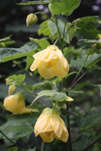 Abutilon 'Canary Bird'