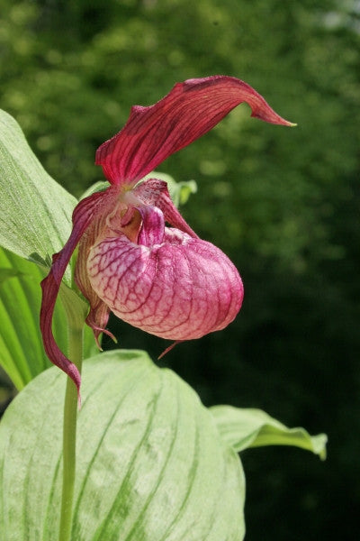 Cypripedium x ventricosum