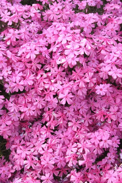 Phlox nivalis var. hentzii 'Caswell Pink Eye'