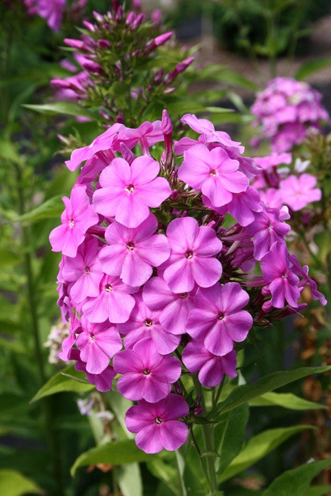 Phlox paniculata 'Rene Duval'