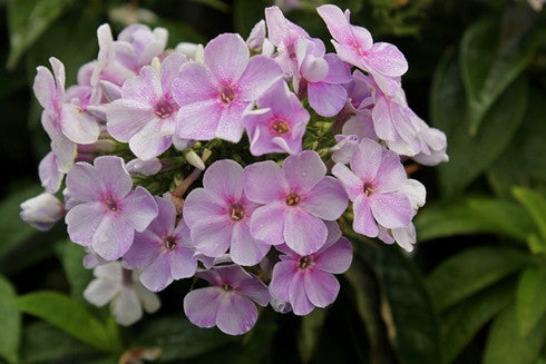 Phlox paniculata 'Younique Mauve' PPAF