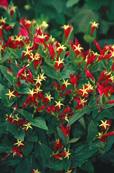 Spigelia marilandica