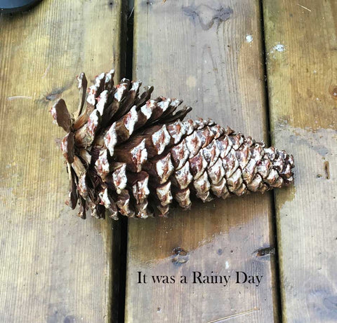 pine cone on a rainy day