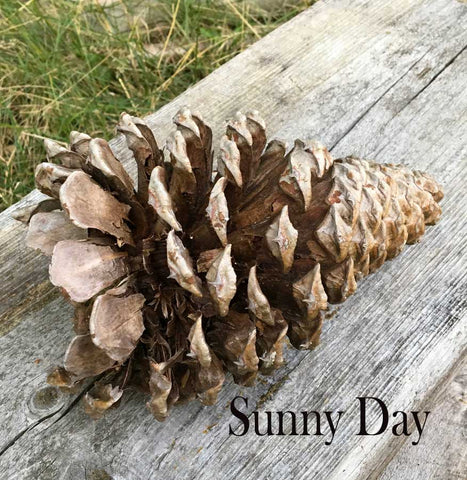 pine cone on a sunny day